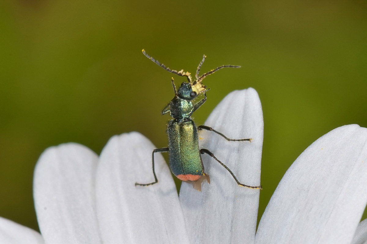 Malachiidae da id.:  Malachius australis (cf.)